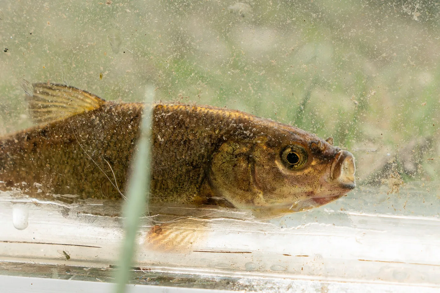 The Fish Lake Valley tui chub, swimming in water
