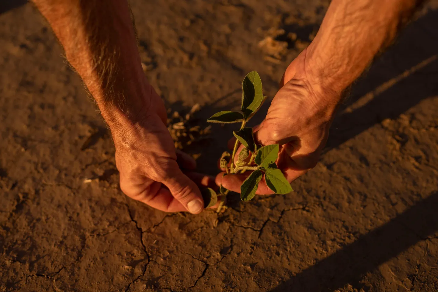 Dry spell worries farmers as Britain suffers its driest spring since 1852